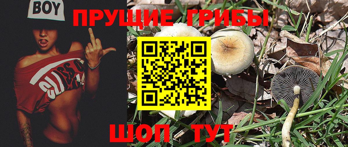 Фрязино  Псилоцибиновые грибы мухоморы  Вход с VPN 